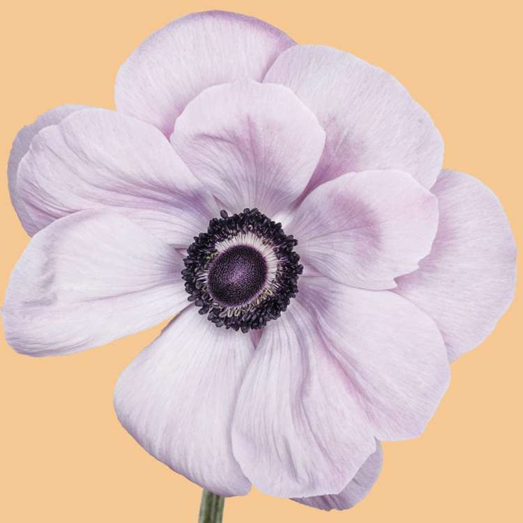 Anemone 'Mistral Rarity'